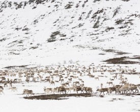Reindeers in Winter Landscape in Lapland - f1901508 photowallpaper Wallpassion