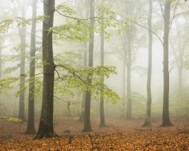 Beech trees in Autumn Forest - f1901649 photowallpaper Wallpassion