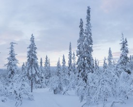 Snowy Forest in Dalarna - f1901694 photowallpaper Wallpassion