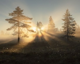Sun Shining Trough the Trees - f1901839 photowallpaper Wallpassion