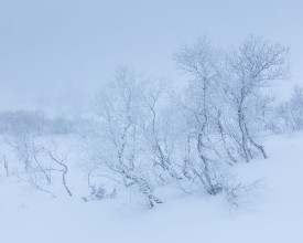 Dwarf Birch in Winter Landscape - f1902200 photowallpaper Wallpassion