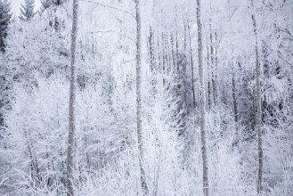 Frosty Winter Trees - f1980497 photowallpaper Wallpassion