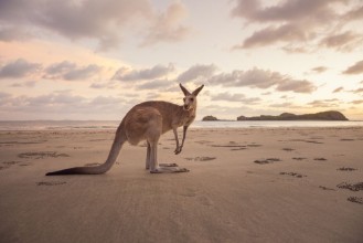 Kangaroo at the Australian Beach - f2140037 photowallpaper Wallpassion