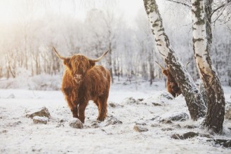 Highland Cattle in Snow - f2200002 photowallpaper Wallpassion