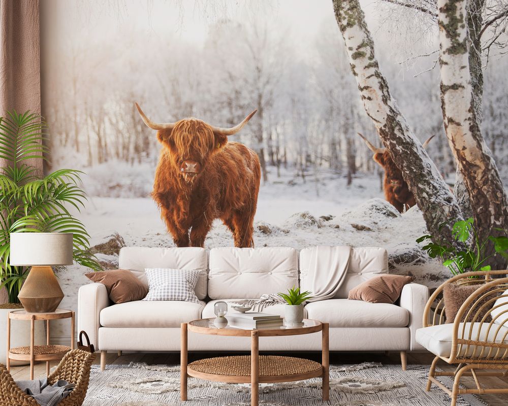 Highland Cattle in Snow - f2200002 photowallpaper Wallpassion