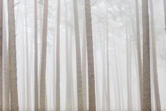 Misty trees - f2200058 photowallpaper Wallpassion