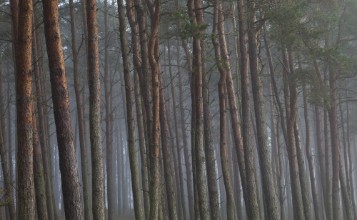 Misty Forest Tree Trunks - f2340018 photowallpaper Wallpassion