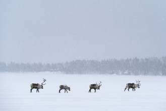 Reindeers in the Snow in Lapland - f2350001 photowallpaper Wallpassion