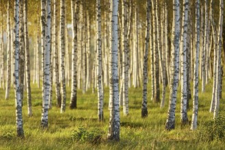 Birch Trees in Summer - f5050221 photowallpaper Wallpassion