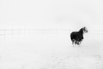 Lonely Horse in Snowstorm - f5221182 photowallpaper Wallpassion