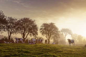 Cows in a Rural Scene - f5451580 photowallpaper Wallpassion