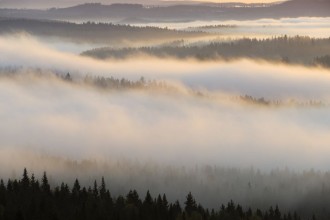 Fog in Bergslagen - f5520008 photowallpaper Wallpassion