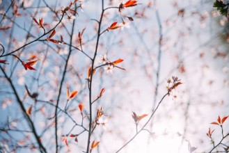 Cherry Blossoms in Spring - f7380005 photowallpaper Wallpassion