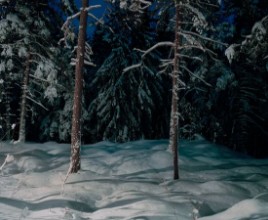 Winter Forest at Night photowallpaper Wallpassion