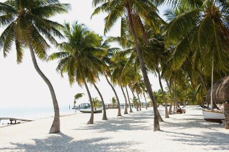 Palms on Beach in Florida photowallpaper Wallpassion