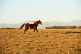 Horse Running Free in South Africa photowallpaper Wallpassion