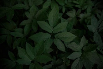 Dark Leaves in Garden photowallpaper Wallpassion