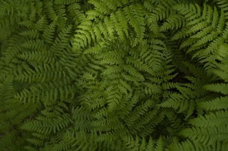Green Fern Leaves photowallpaper Wallpassion