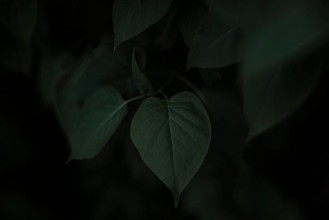 Dark Lilac Leaves photowallpaper Wallpassion