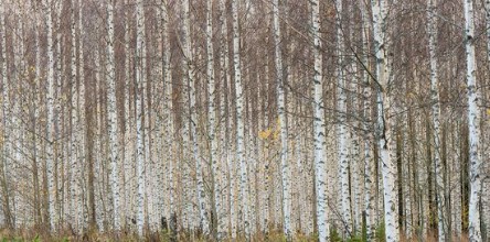 Birch Trees in a Row photowallpaper Wallpassion