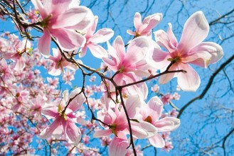 Magnolia Tree Blossoms in Springtime photowallpaper Wallpassion