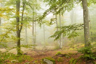 Silent Morning in the Forest photowallpaper Wallpassion