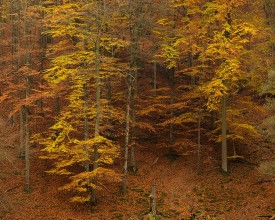 Autumn Colours in Forest photowallpaper Wallpassion