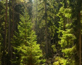Sunbeams in Fir Forest photowallpaper Wallpassion