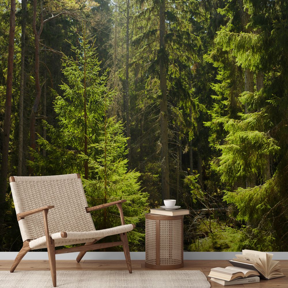 Sunbeams in Fir Forest photowallpaper Wallpassion