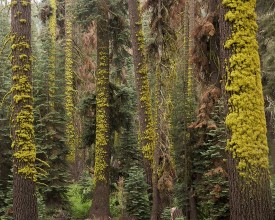 Reedwood Trees in California photowallpaper Wallpassion