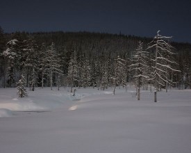 Mysterious Night Forest photowallpaper Wallpassion