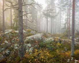 Mysterious Forest in Fog photowallpaper Wallpassion