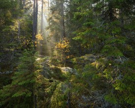 Sunbeams Breaking Through the Forest photowallpaper Wallpassion