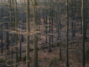 Dusk in the Forest photowallpaper Wallpassion