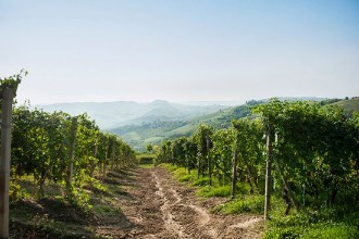 Tuscany Vineyard photowallpaper Wallpassion