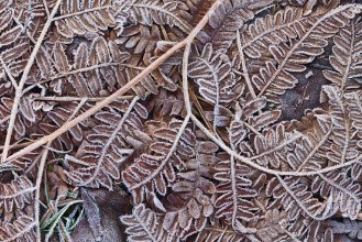 Frosty Fern Leaves photowallpaper Wallpassion