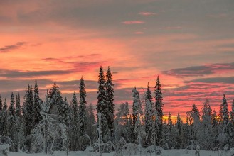 Sunset over Snowy Trees in Lapland photowallpaper Wallpassion
