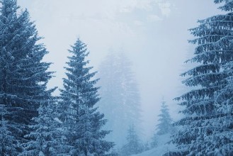 Foggy Winter Forest in Austria photowallpaper Wallpassion
