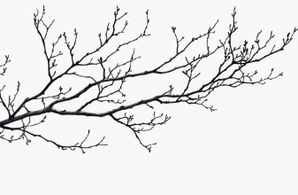 Branch in black and white photowallpaper Wallpassion
