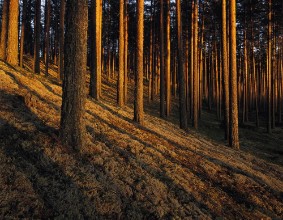 Shadows in the Conifer Forest photowallpaper Wallpassion