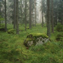 Silent Green Forest photowallpaper Wallpassion