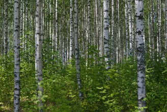 Summer Birch Forest photowallpaper Wallpassion