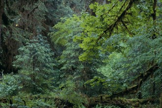 Olympic National Park in Washington photowallpaper Wallpassion