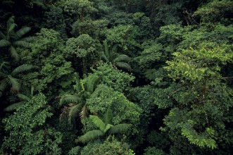 Green Forest in Costa Rica photowallpaper Wallpassion