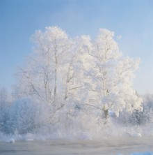 Frosty Trees by River Voxnan photowallpaper Wallpassion