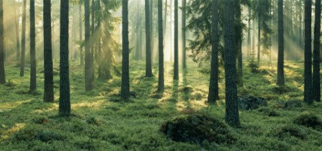 Magic Light in Fir Forest photowallpaper Wallpassion