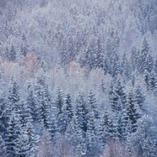 Aerial View over Frosty Winter Forest photowallpaper Wallpassion