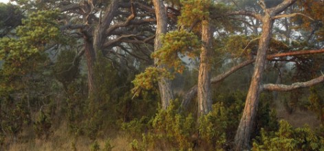Trees Early Morning on Gotland photowallpaper Wallpassion