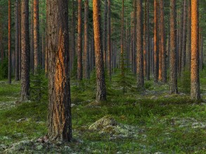 Evening in Magic Swedish Forest photowallpaper Wallpassion