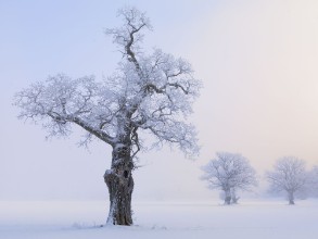 Old Oak Tree in Winter Fields photowallpaper Wallpassion